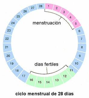 cuales son tus dias fertiles e infertiles